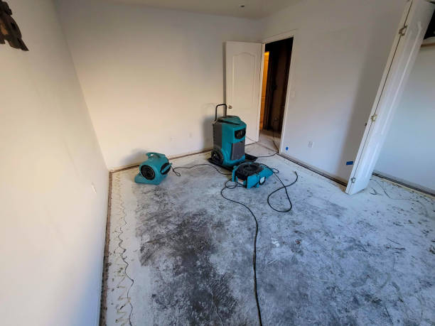 Best Professional water damage repair  in Shady Hollow, TX